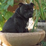 staffies for sale south africa