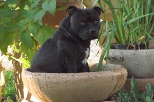 staffies for sale south africa