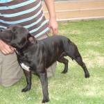 south africa staffies for sale