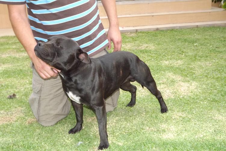 Small staffy for shop sale